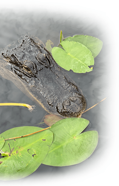 crocodile-image