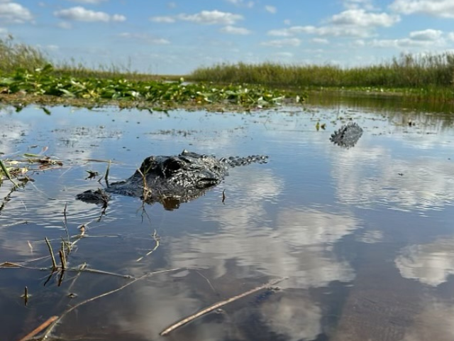 
A stunning view of the Everglades in Florida featuring a calm waterway with a close-up of an alligator partially submerged, set against a backdrop of lush greenery and floating water lilies under a vast blue sky filled with fluffy white clouds. 