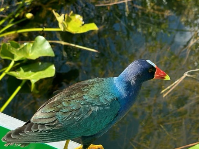 A vibrant Purple Gallinule perched on a green kayak in the Miami Everglades, showcasing its brilliant blue and green plumage and distinctive red and yellow beak, surrounded by lush water lilies and reflective waters, perfect for bird watching and nature photography in Florida.






