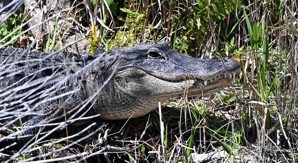 Everglades alligator